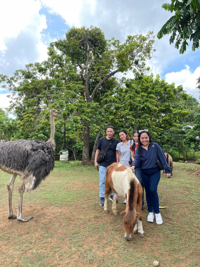 one with the animals - ostrich, horses and guinea fowls