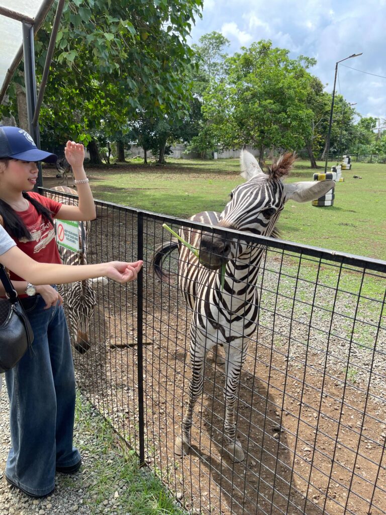 feeding zebras