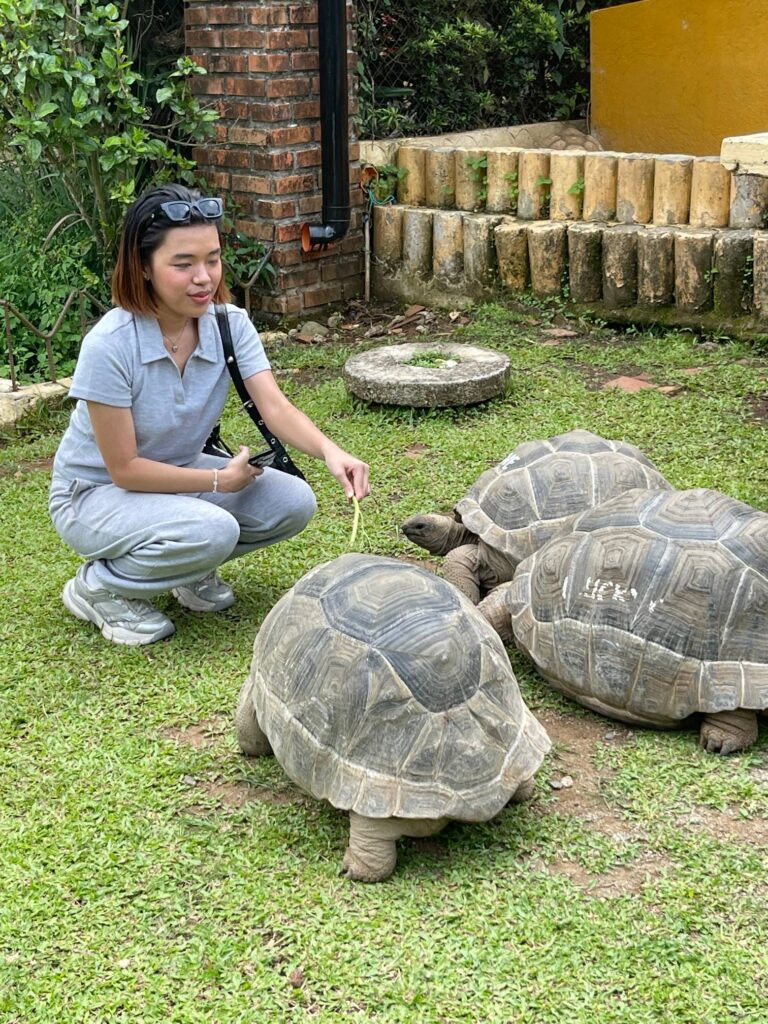 feeding tortoise