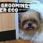 Dog Grooming After ECQ